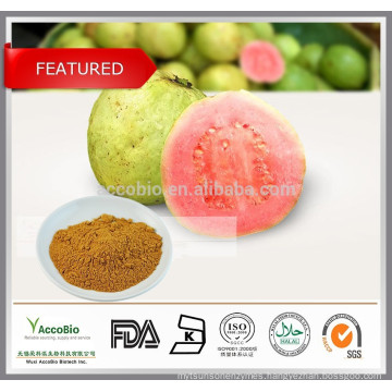 Top quality Natural Guava extract, Guava leaf extract powder, Psidium guajava L